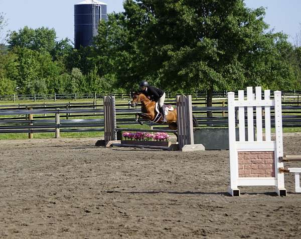 12-hand-welsh-pony-mare