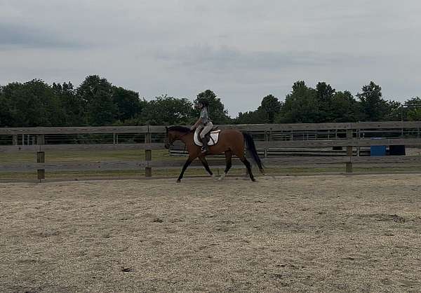 12-hand-welsh-pony