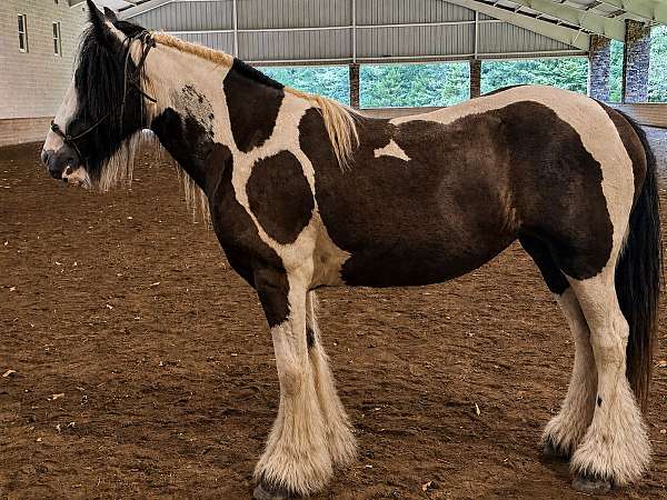 second-gypsy-vanner-horse