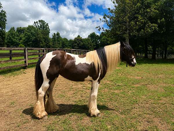 tack-gypsy-vanner-horse