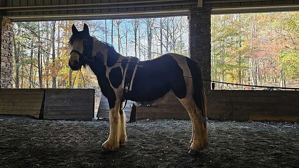 unflappable-gypsy-vanner-horse
