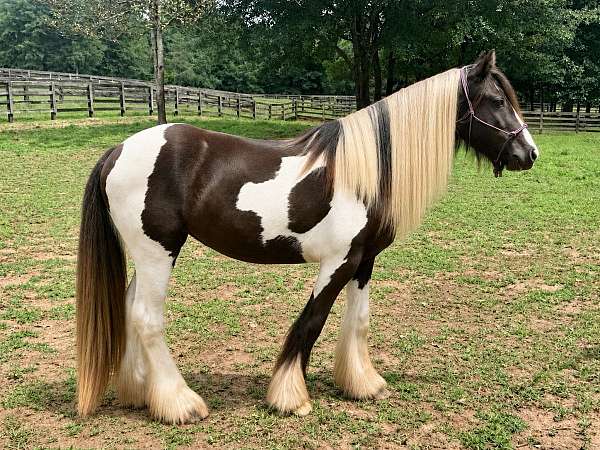alpharetta-gypsy-vanner-horse