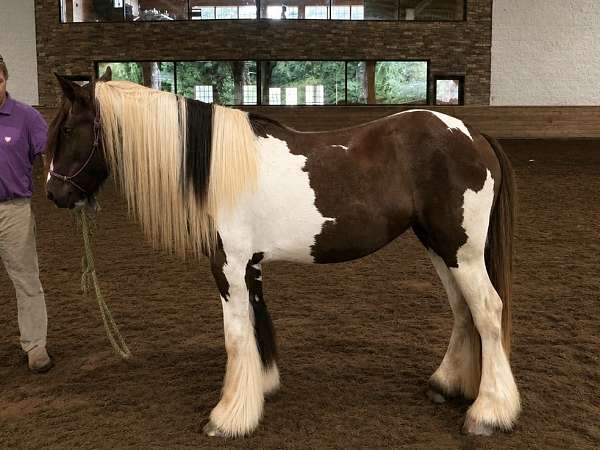 amateur-gypsy-vanner-horse