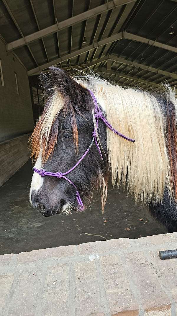 leadline-gypsy-vanner-horse