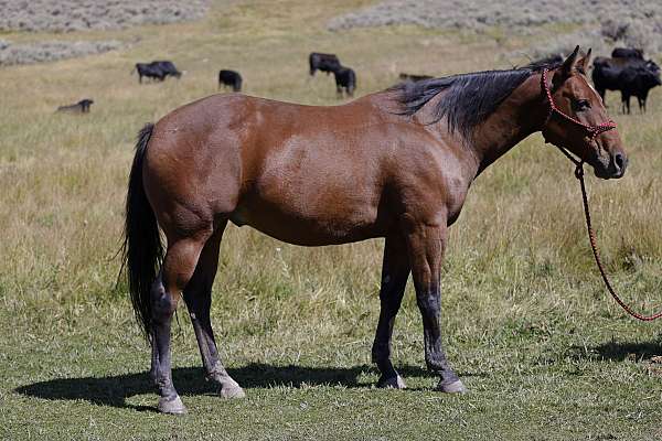 all-around-quarter-horse