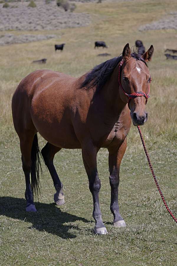 athletic-quarter-horse