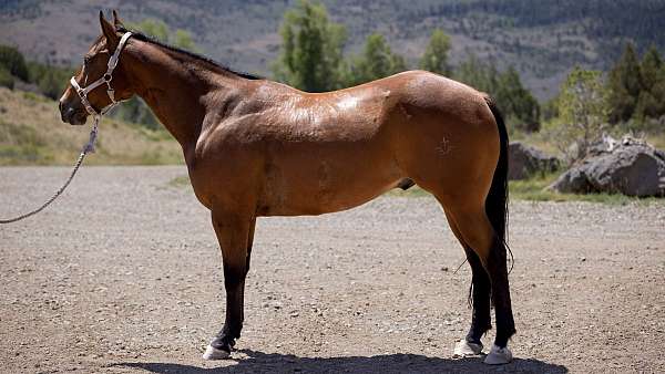 flashy-quarter-horse