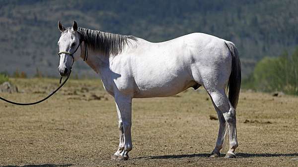 all-around-quarter-horse