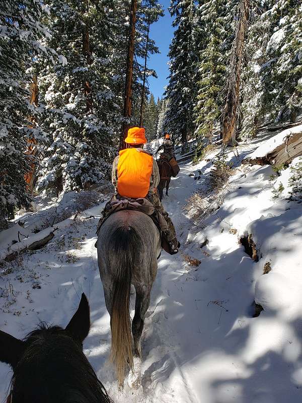 beginner-quarter-horse