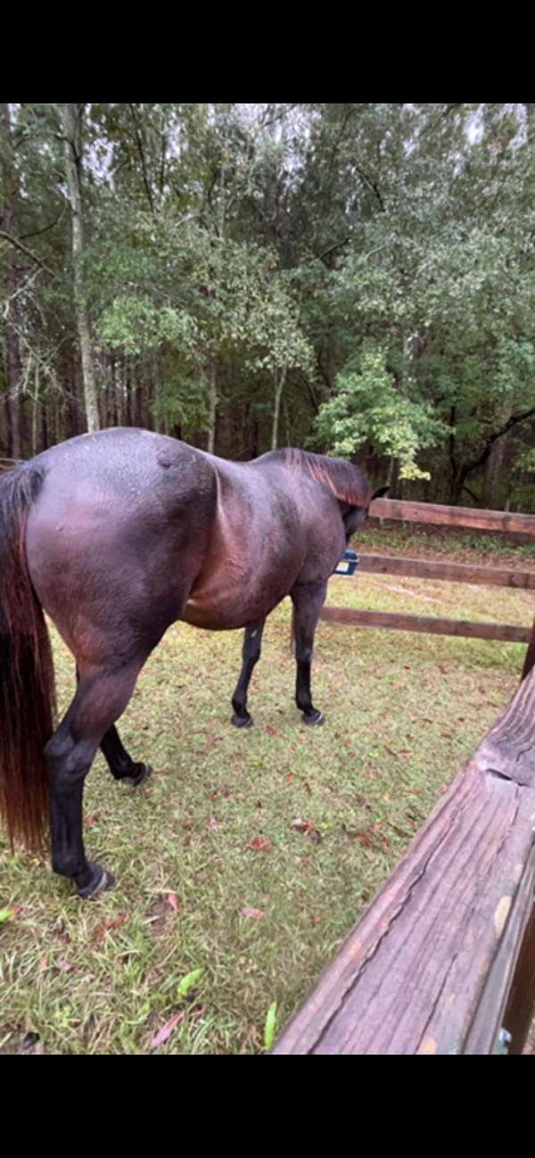 flashy-thoroughbred-horse