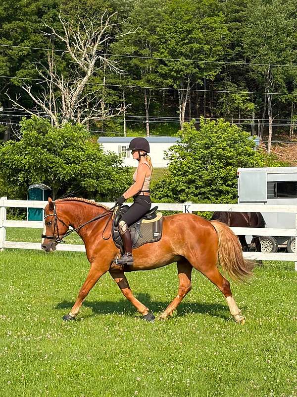 ability-haflinger-horse