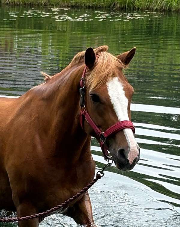 affectionate-haflinger-horse
