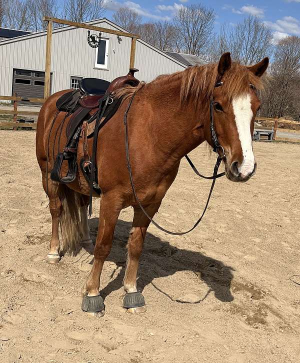baths-haflinger-horse