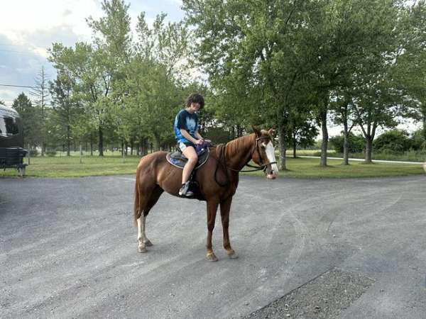 sorrel-white-face-legs-horse