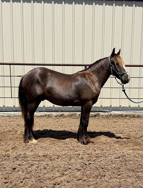 smokey-black-therapy-horse