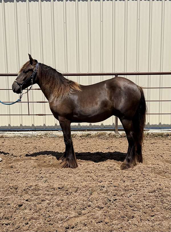 smokey-black-western-dressage-horse