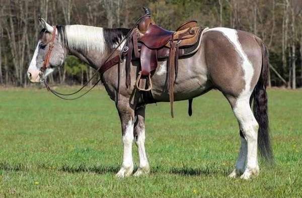 tobiano-horse