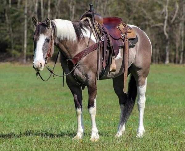 dun-tobiano-horse