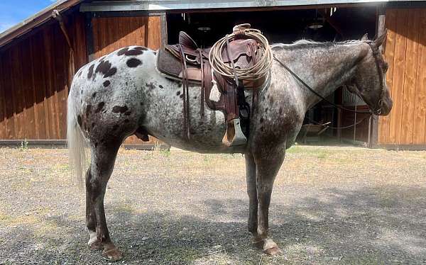 branding-appaloosa-horse