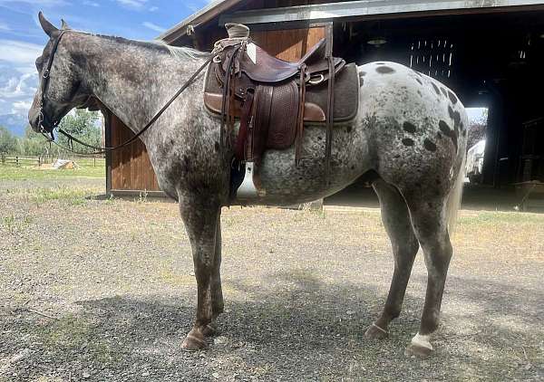 big-engine-appaloosa-horse
