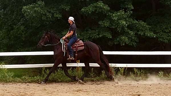 all-around-friesian-horse