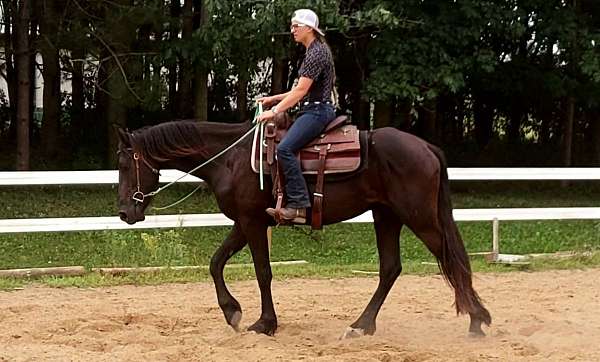excellent-prospect-friesian-horse