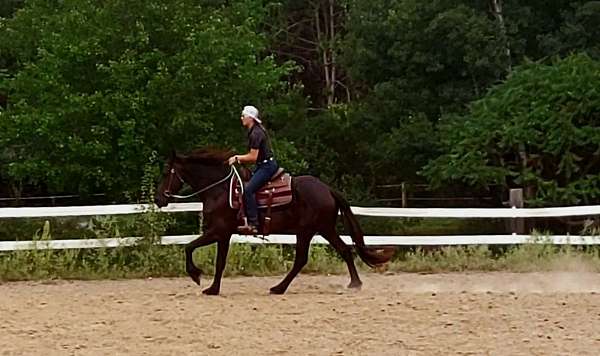 great-attitude-friesian-horse