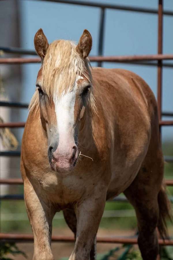 blaze-horse