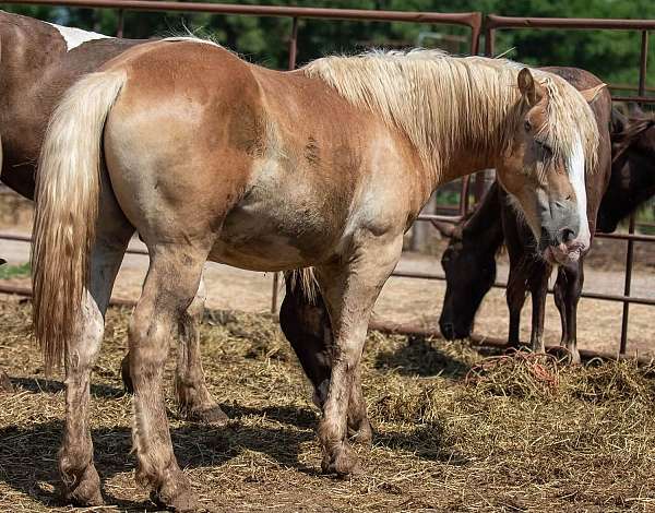 colt-haflinger-horse