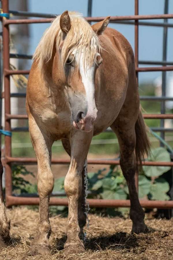 grade-haflinger-horse