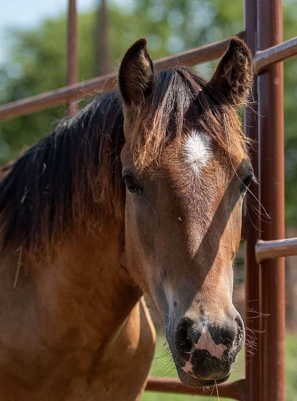 bay-haflinger-colt