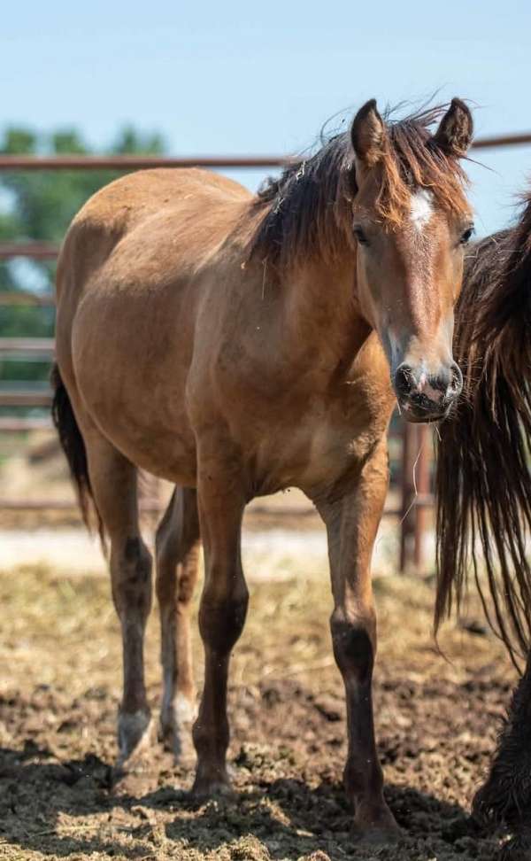 bay-colt-for-sale