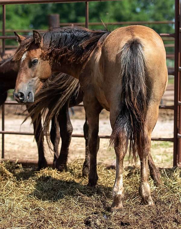 12-hand-haflinger-colt
