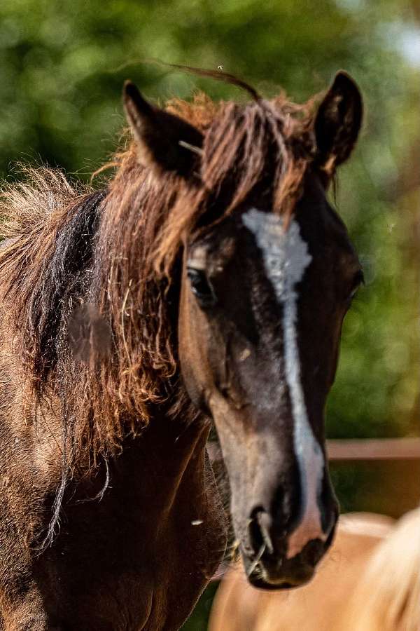 black-quarter-horse-colt