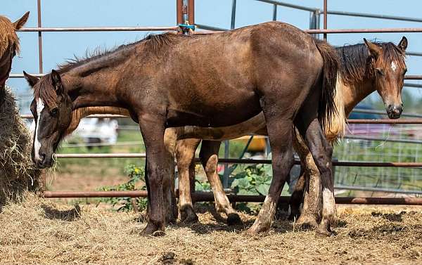 black-colt-for-sale