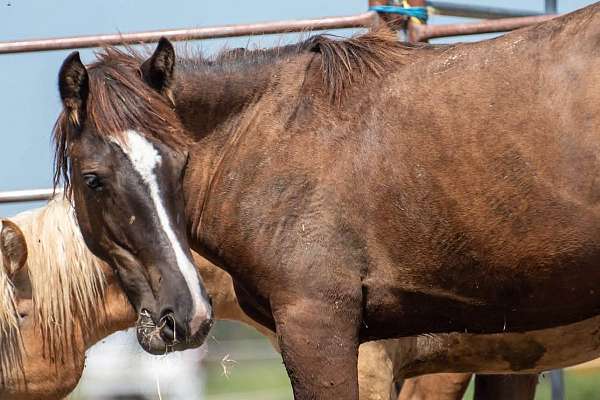 13-hand-quarter-horse-colt