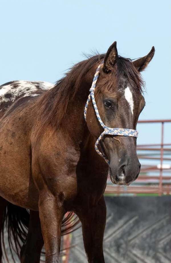 appaloosa-filly