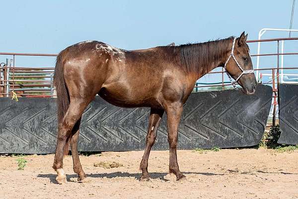 appaloosa-horse-for-sale