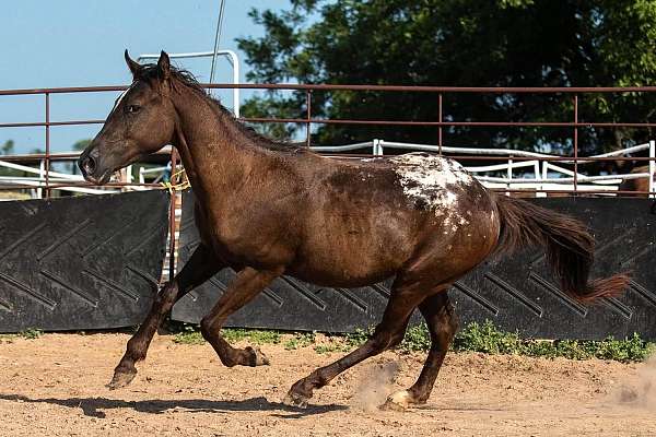 appaloosa-horse