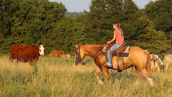 cross-bred-quarter-pony
