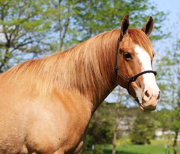 cross-bred-pony