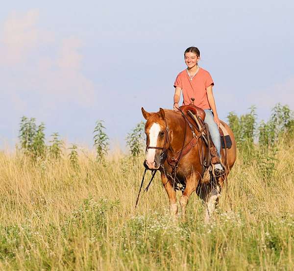 cross-bred-mare