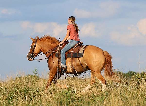 red-dun-cross-pony