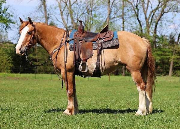red-dun-finished-pony