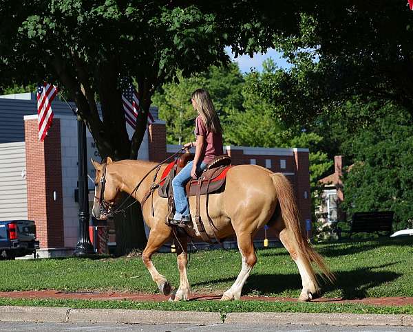 red-dun-halter-pony