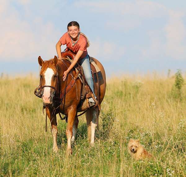 red-dun-mounted-patrol-pony