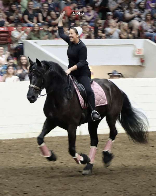 dressage-friesian-horse
