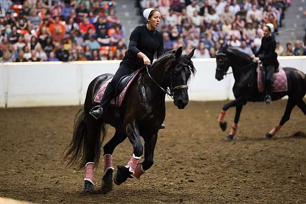 drill-team-friesian-horse