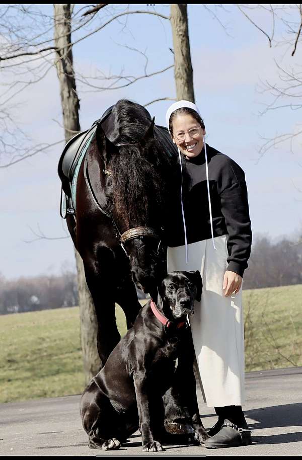 draft-friesian-horse