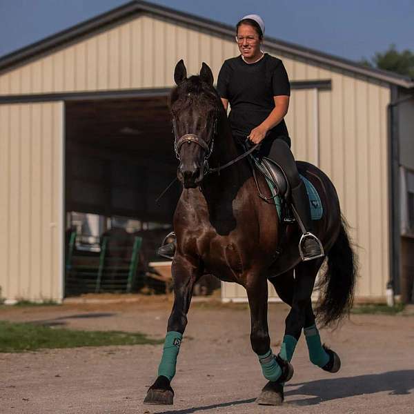 english-pleasure-friesian-horse